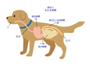消化にかかる時間